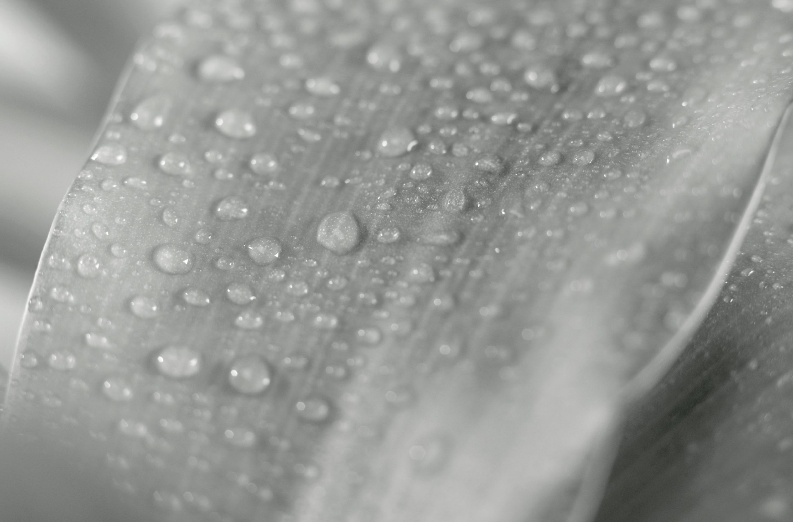 Beads of water on the surface of a leaf