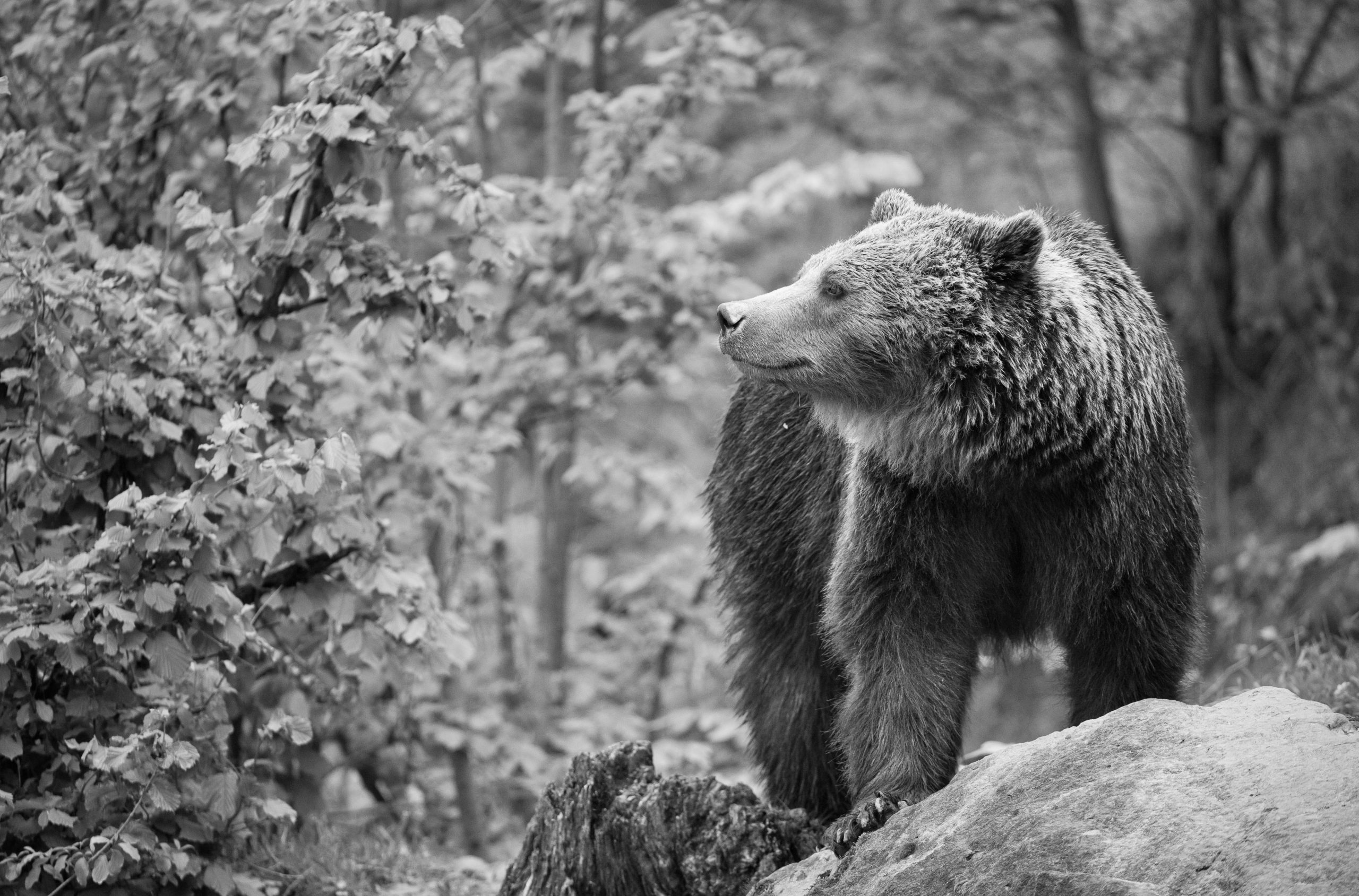 Brown bear in forest