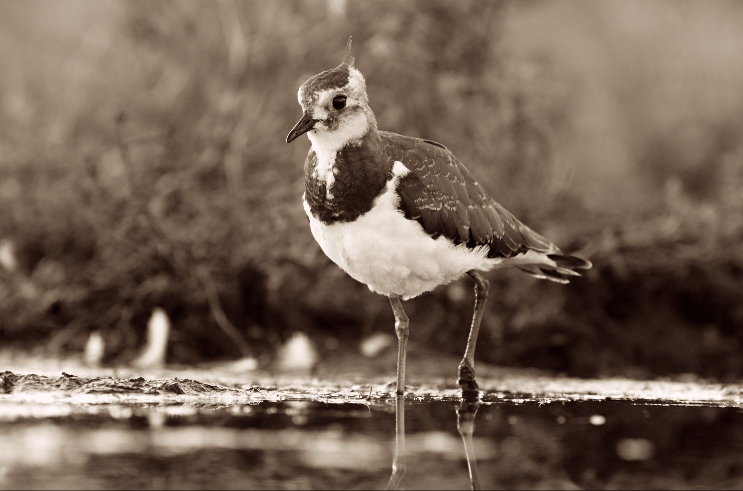 Northern lapwing wading in water