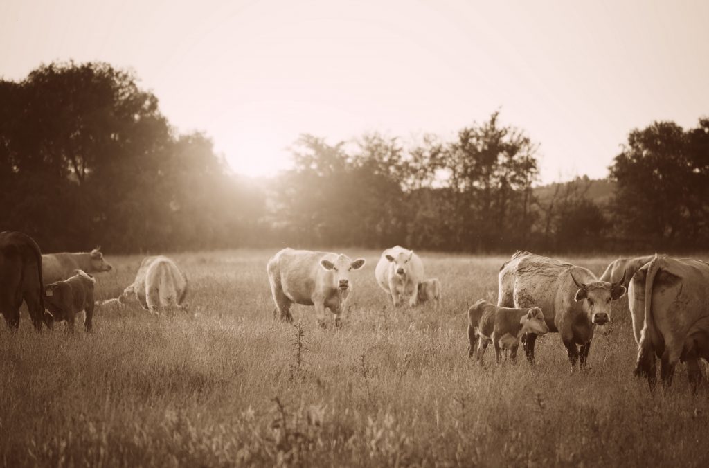 Cows on pasture