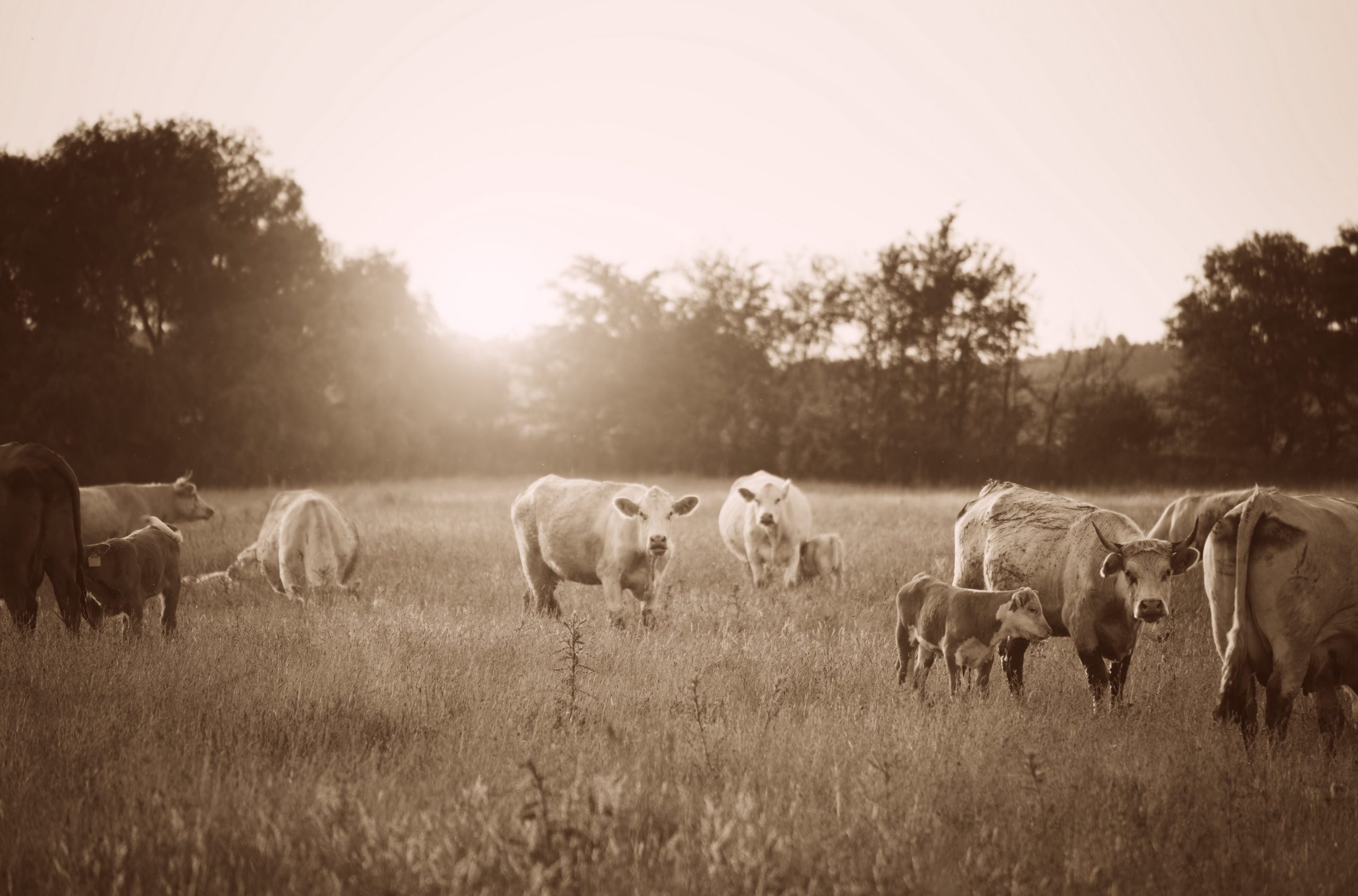 Farming in Australia: the change has arrived