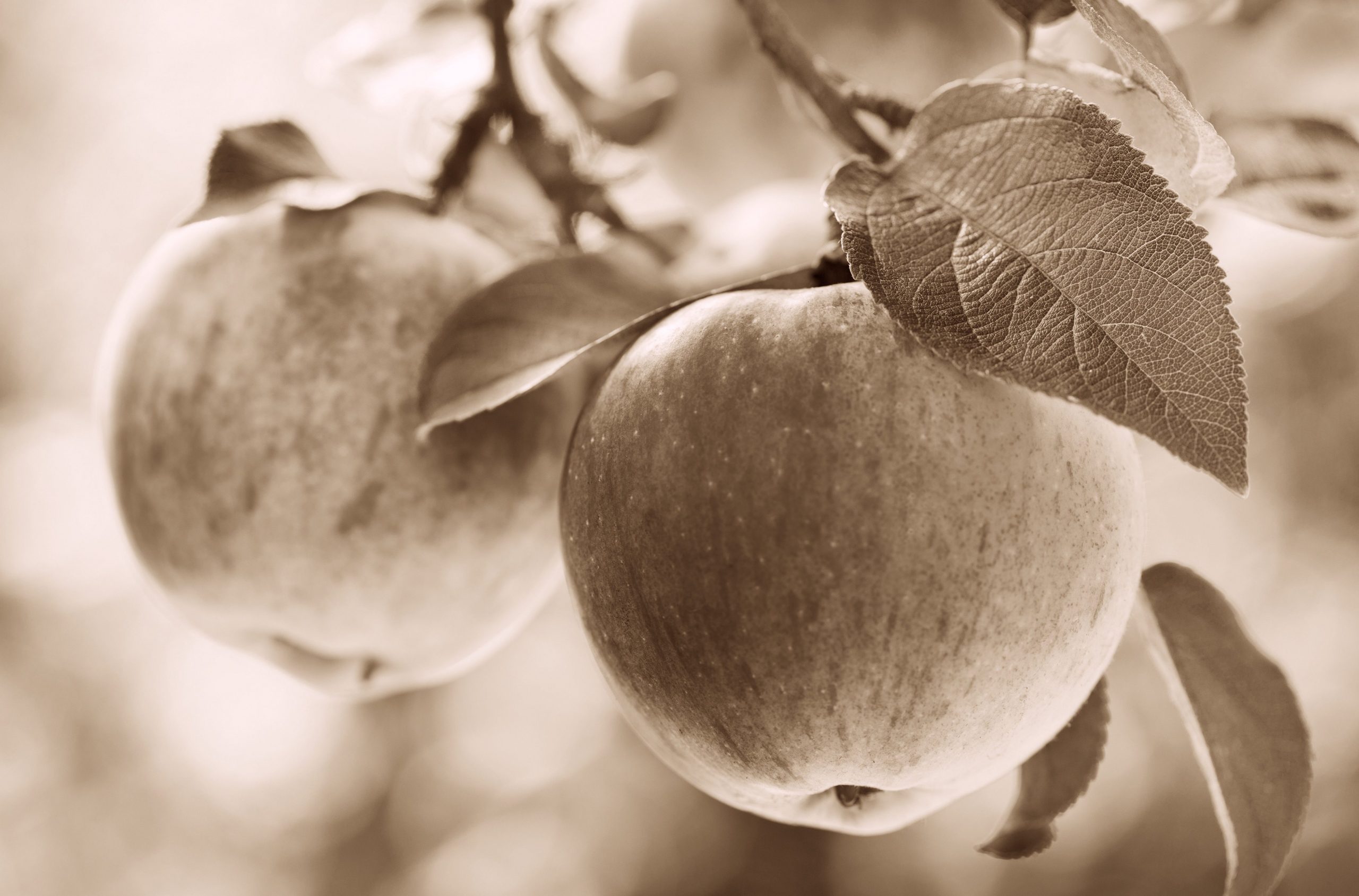 Apples on a tree