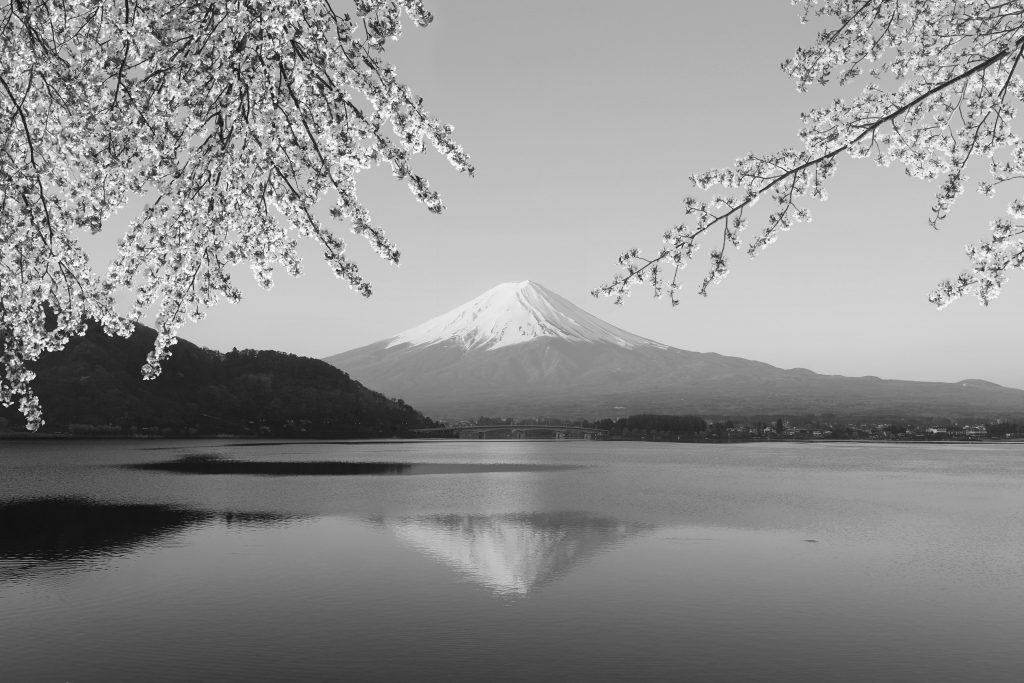 Mount Fuji with Cherry Blossom, view from Lake Kawaguchiko, Japan