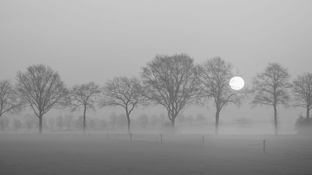 Landscape with a row of trees and a rising sun and a grass field with fence on a misty morning