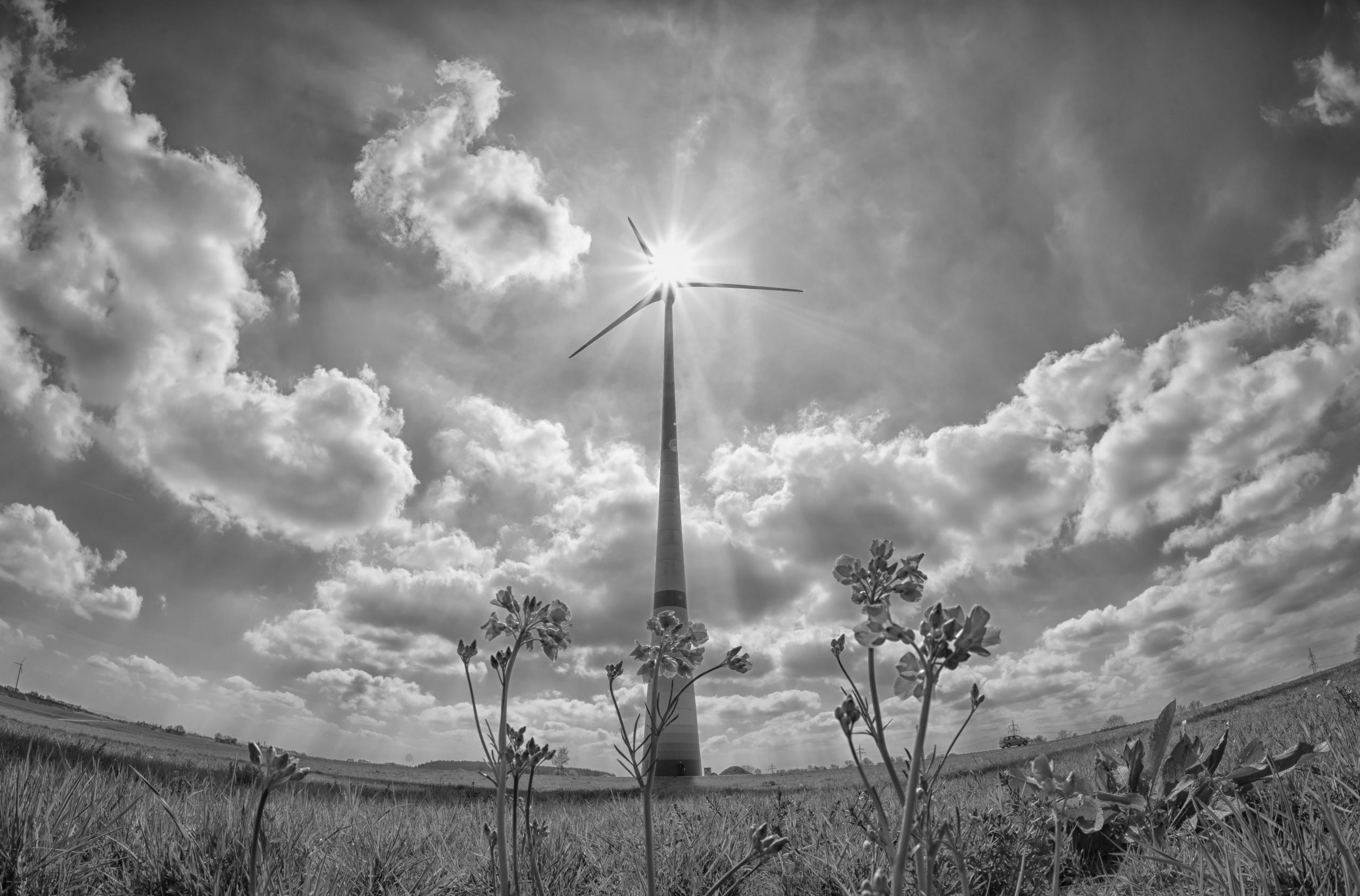 Wind turbine in fields