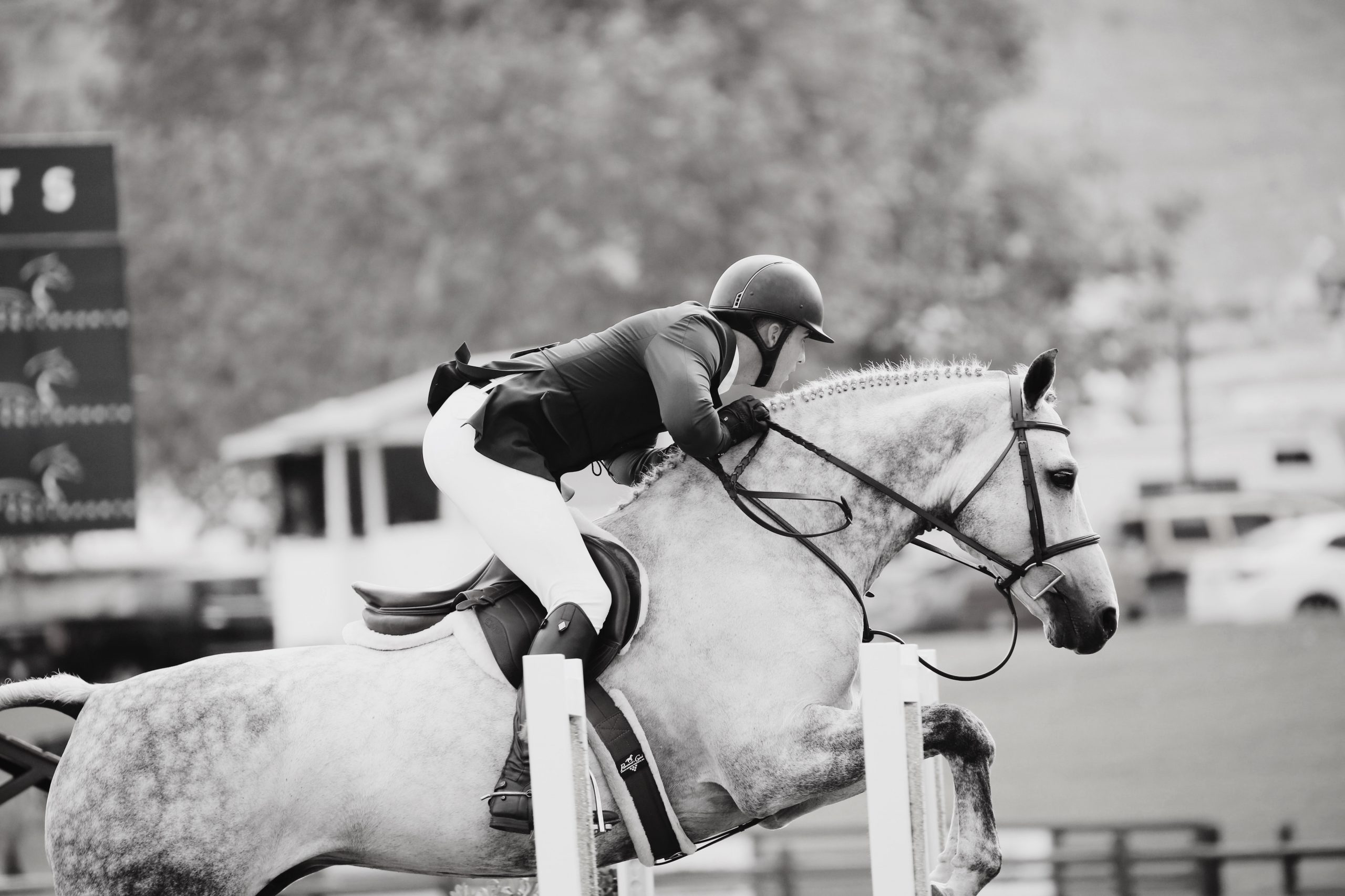 The trials and tribulations of owning horses