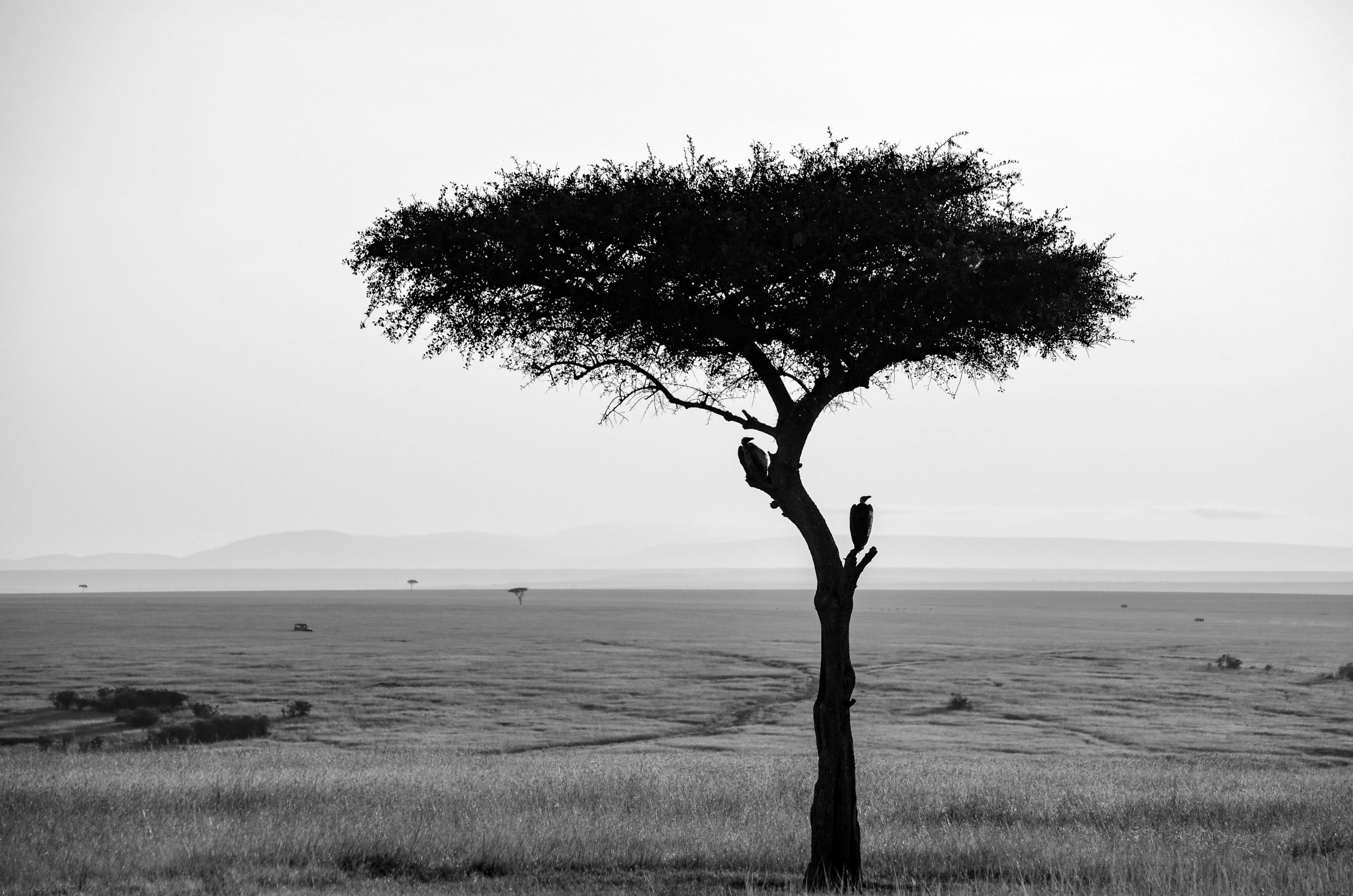 A free trade future for Africa