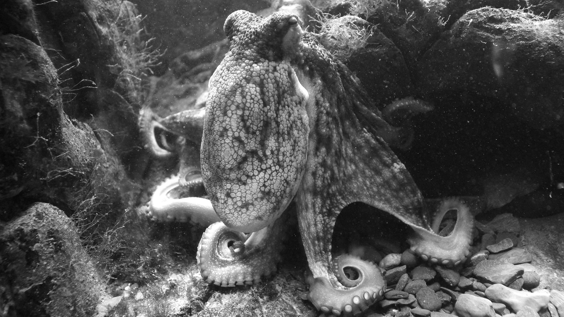 It’s time to put Paul the Octopus on the barbecue