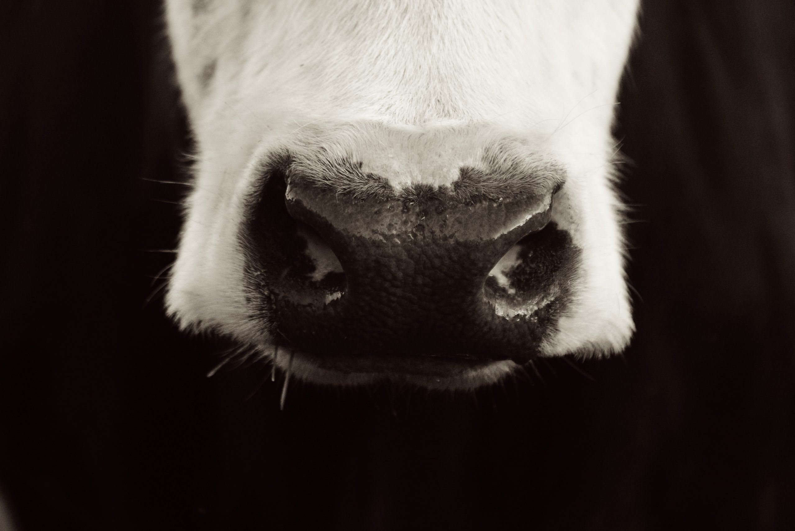 Will lab-grown meat really change the future of food?