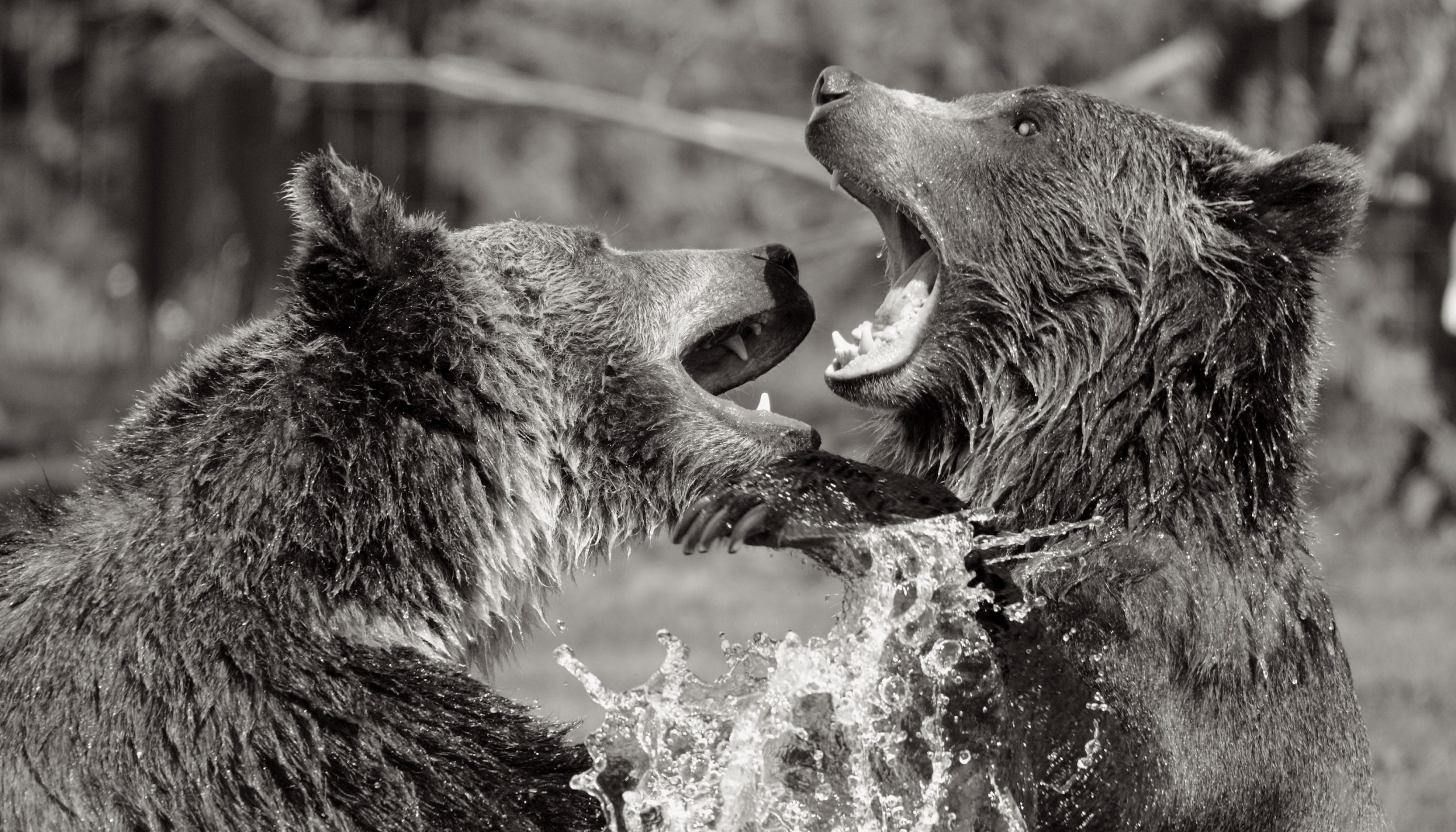 Gold stocks and the Three Bears