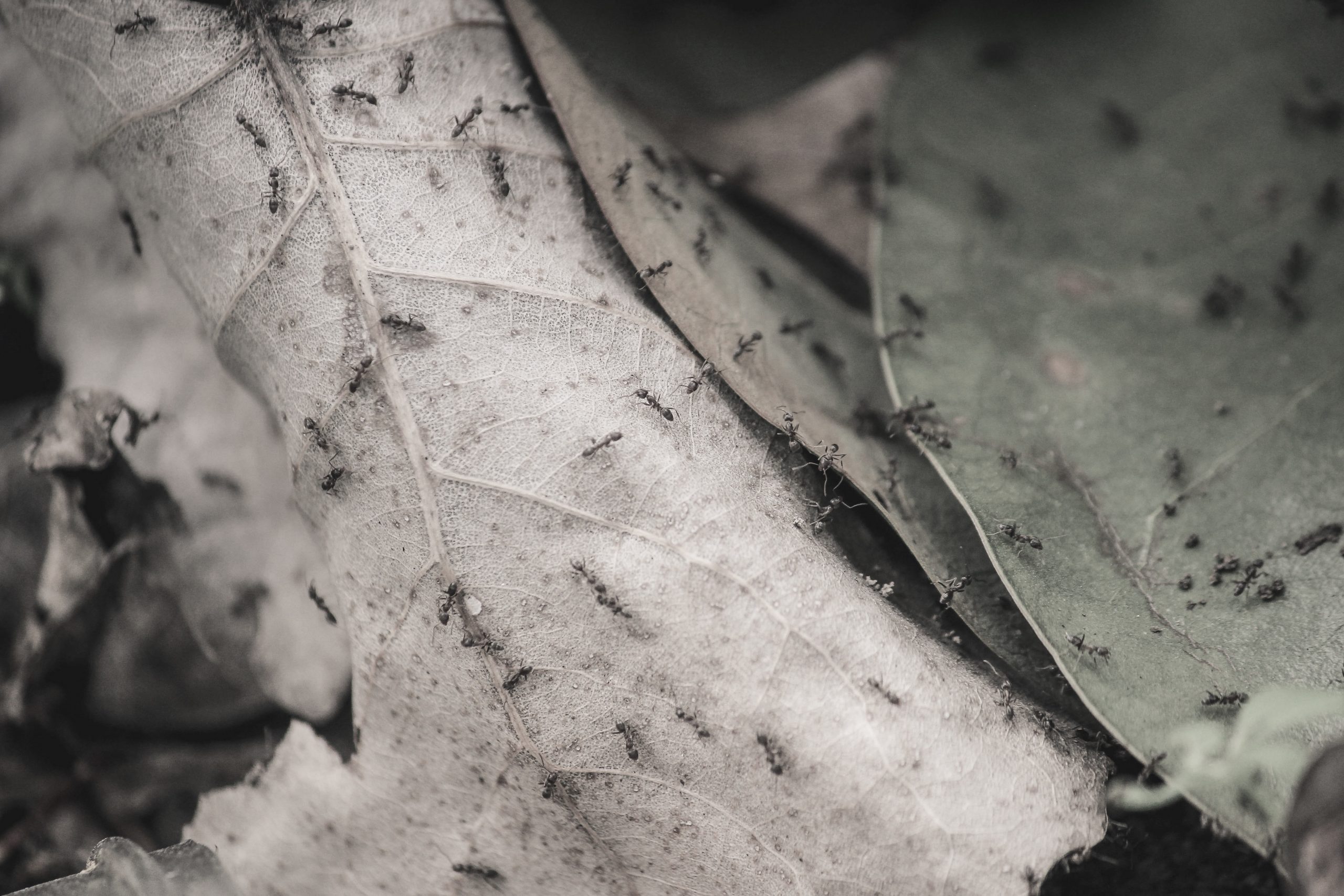 Rot and decay are life giving​ processes, and environments without these processes are ultimately doomed