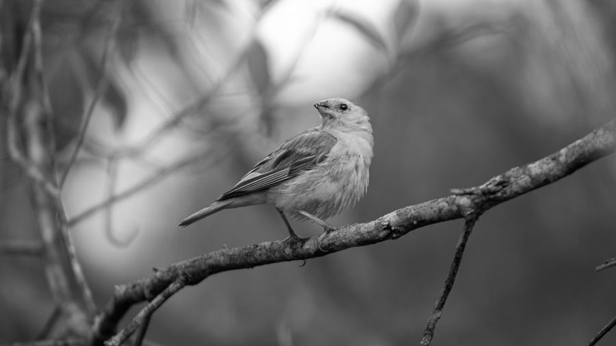 Migration perils and unrequited love