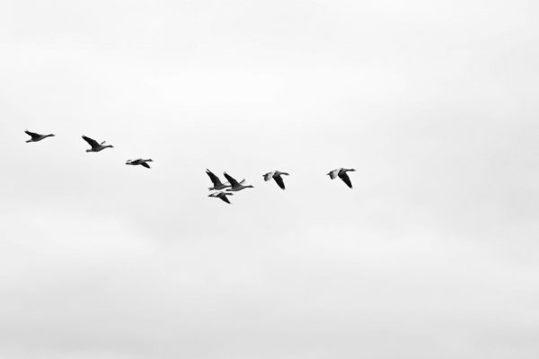 When the skies fall silent