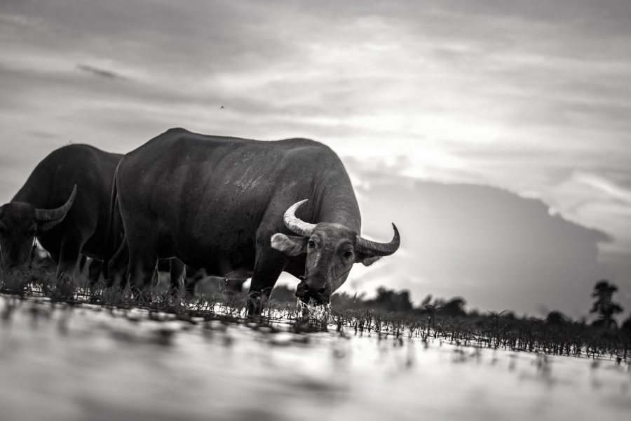 Why I became a sterling bull last week for a 1.30 cable target