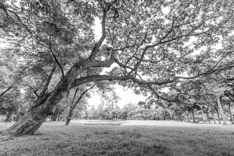 Branching out: what trees can do for farming