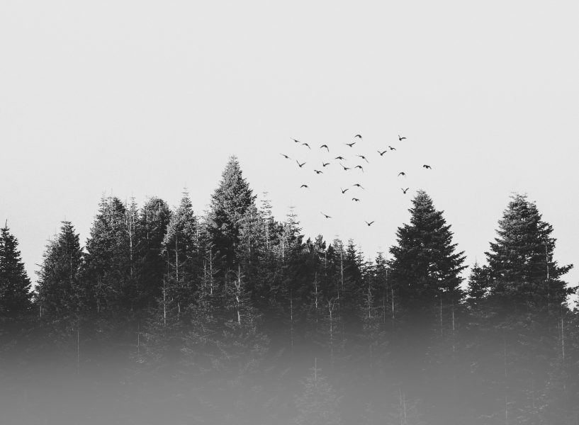 Where are the forests when we need them?