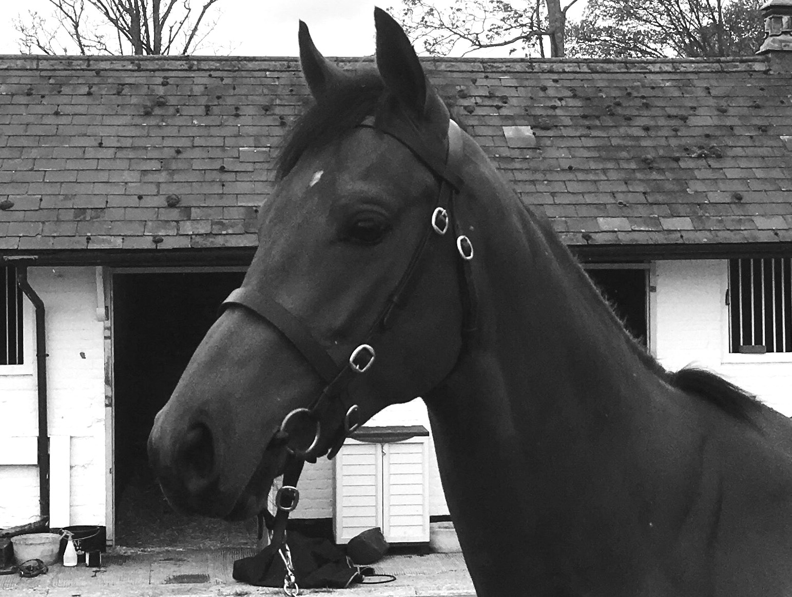 Getting an edge – choosing your trainer and bloodstock agent