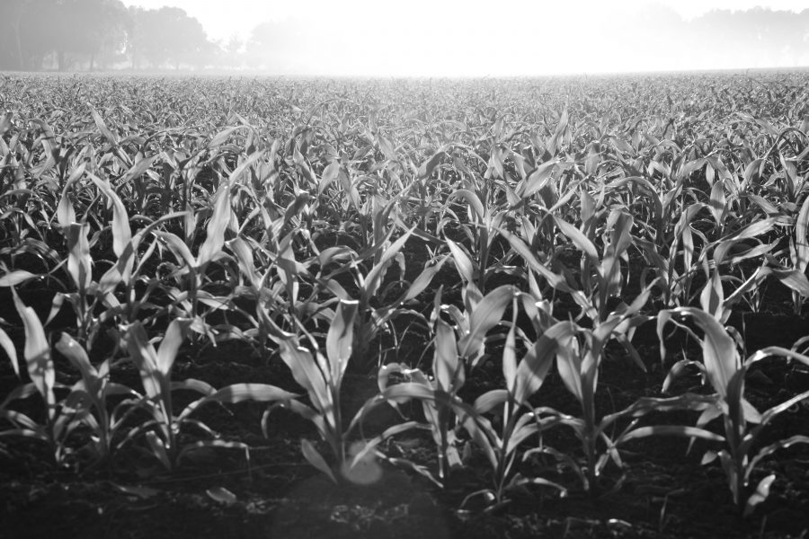 Craigmore Commentary: Is the Price of Food Catching up With Energy?
