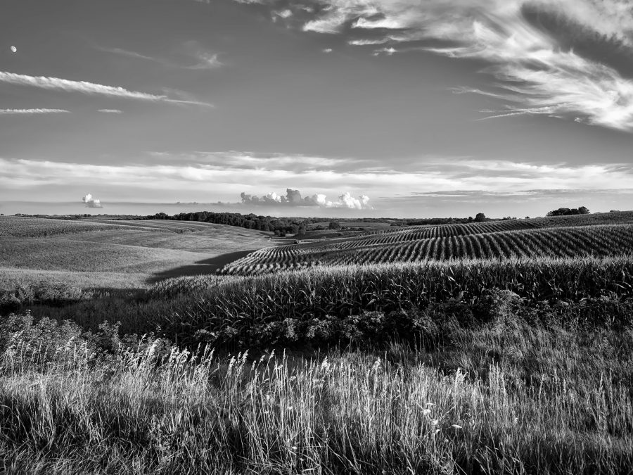 What Farmers and Lapwings can teach business