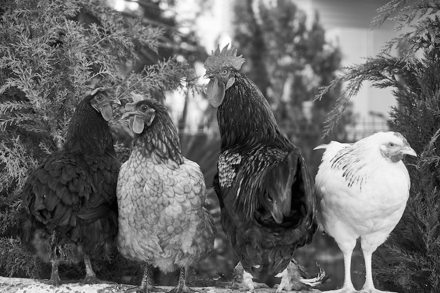Cheap cheep: in praise of chlorinated chicken