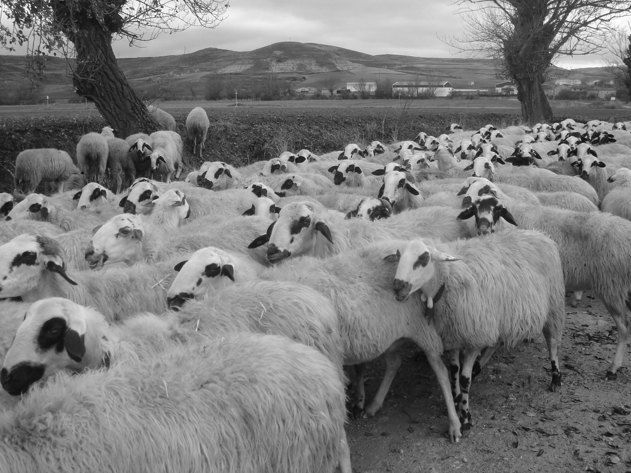 Matt Hancock is wrong about herd immunity