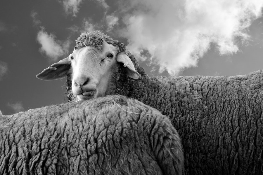 Towards a sustainable food industry: Part I