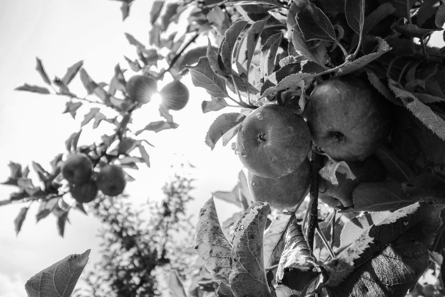 Towards a sustainable food industry: Part II