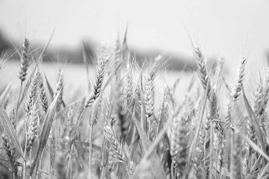 UK agriculture – challenge, confusion, opportunity