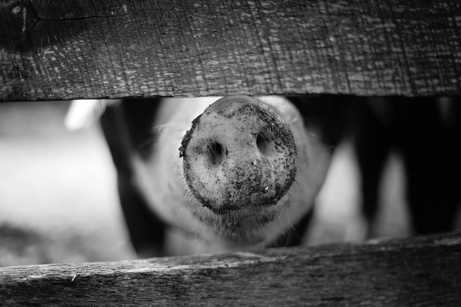 Greed is good! Cracks in the EU agri market