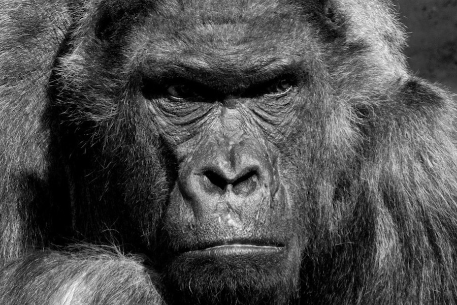 Confessions of a valuer, chapter 13: War! Planet of the Apes style