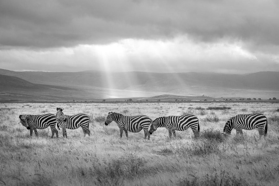 More than a safari – real estate investments in Africa
