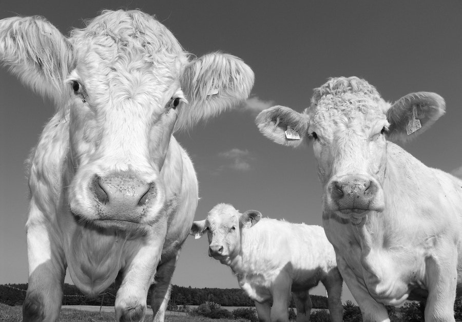 What’s the beef with regenerative agriculture?
