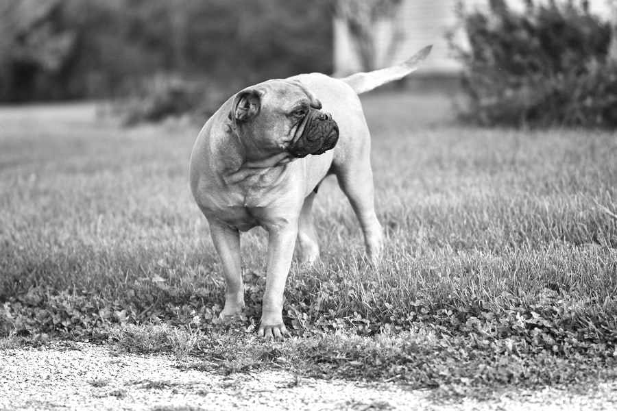 The tail that wags the dog