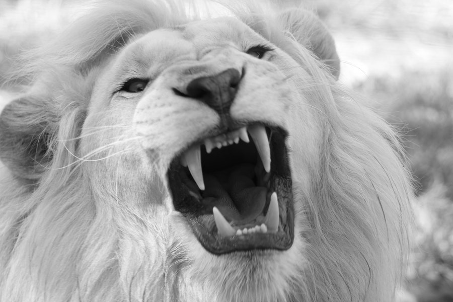 Risk management in African real estate