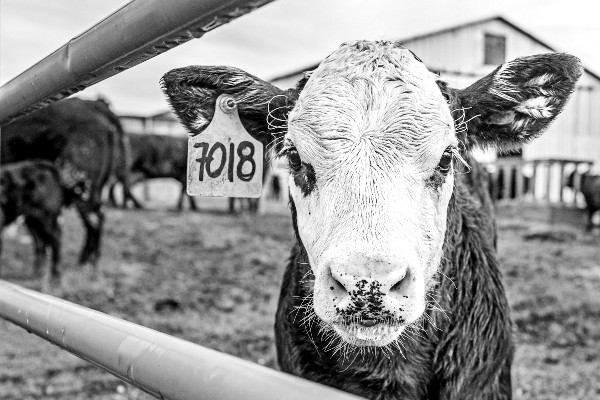 Inflation and farm gate prices