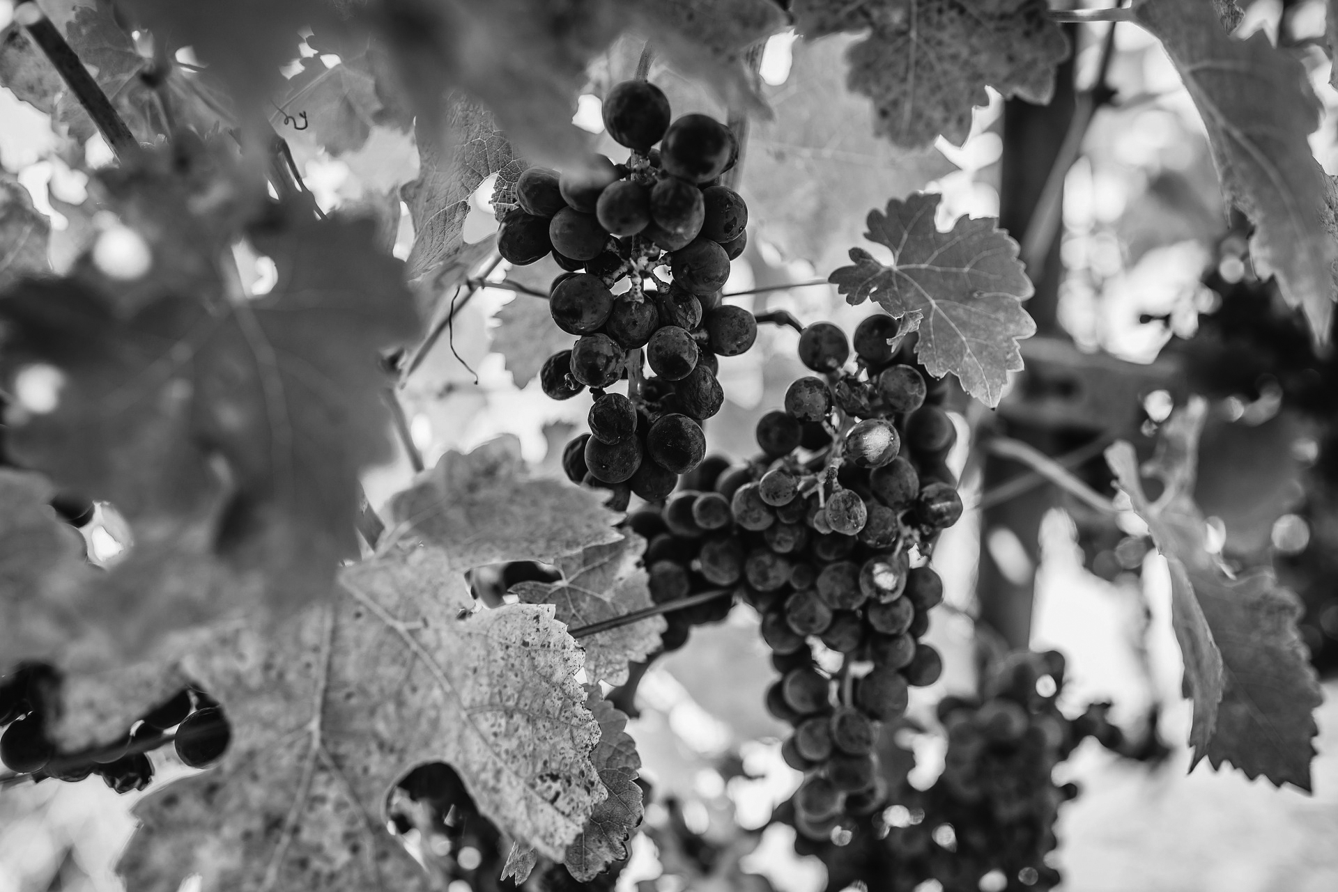 The 2021 Bordeaux