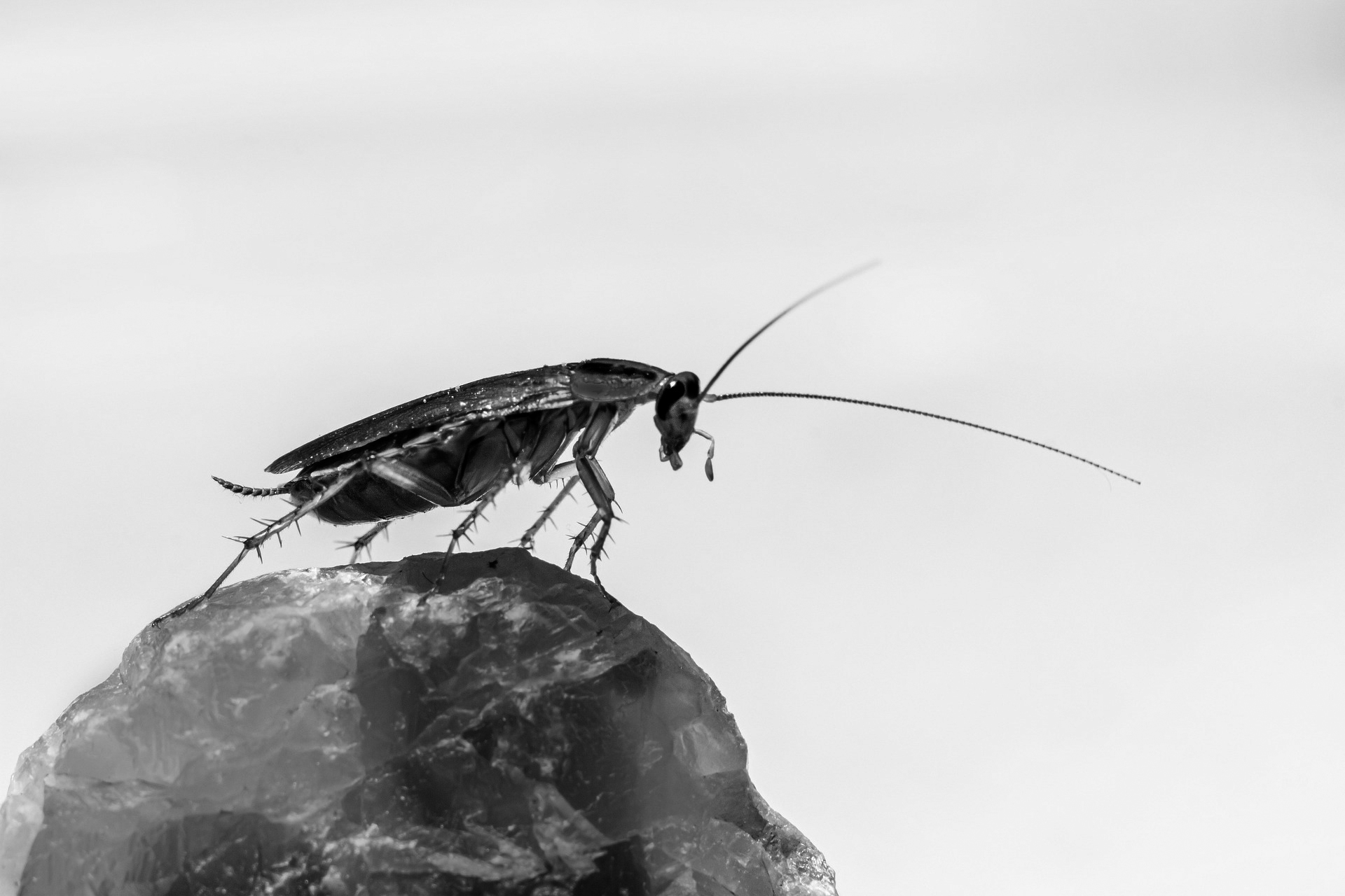 What cockroaches have to do with Wall Street