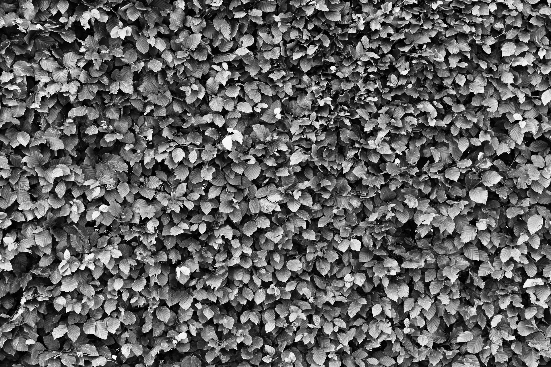 Hedge clippings