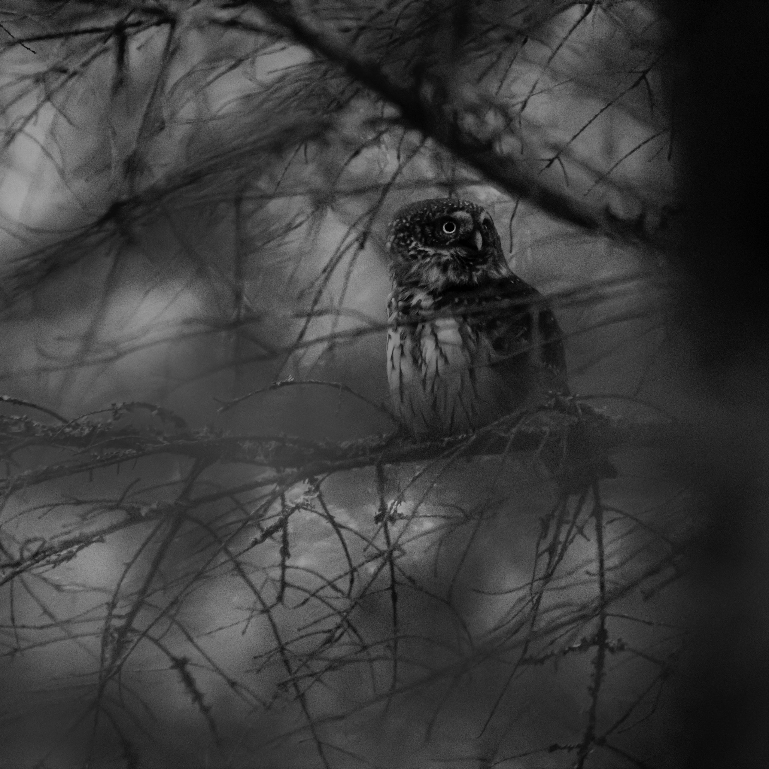 SO MUCH IS KNOWN BUT MYSTERY REMAINS