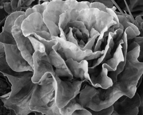 Cabbages and kings