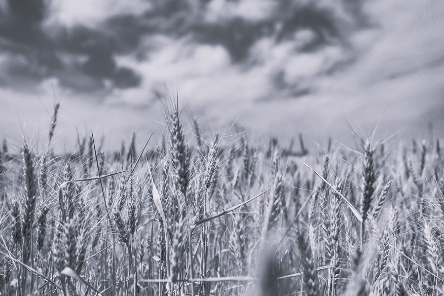 Why Russia pulled out of its grain deal with Ukraine – and what that means for the global food system