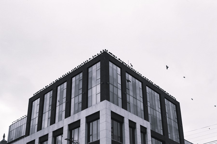 Billions of birds collide with glass buildings – but architecture has solutions