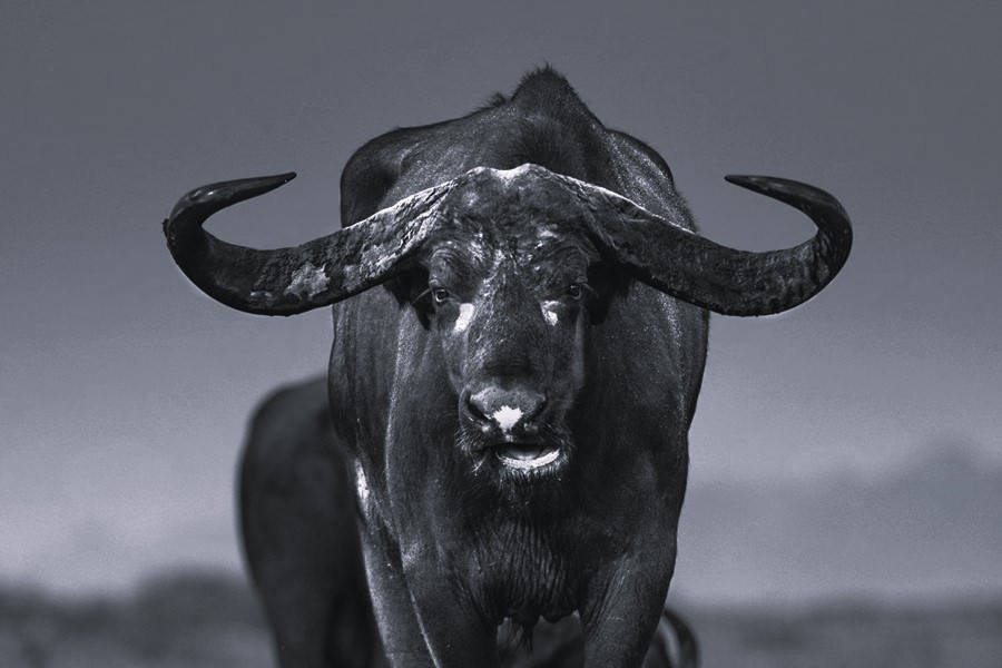 Beware the US$ bulls