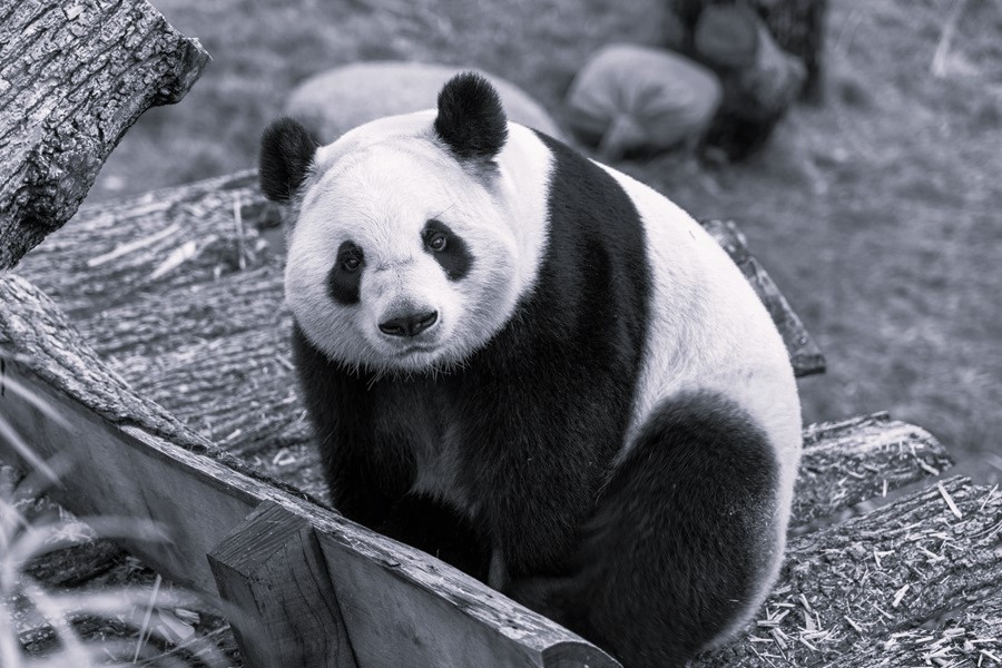 Panda diplomacy: what China’s decision to send bears to the US reveals about its economy