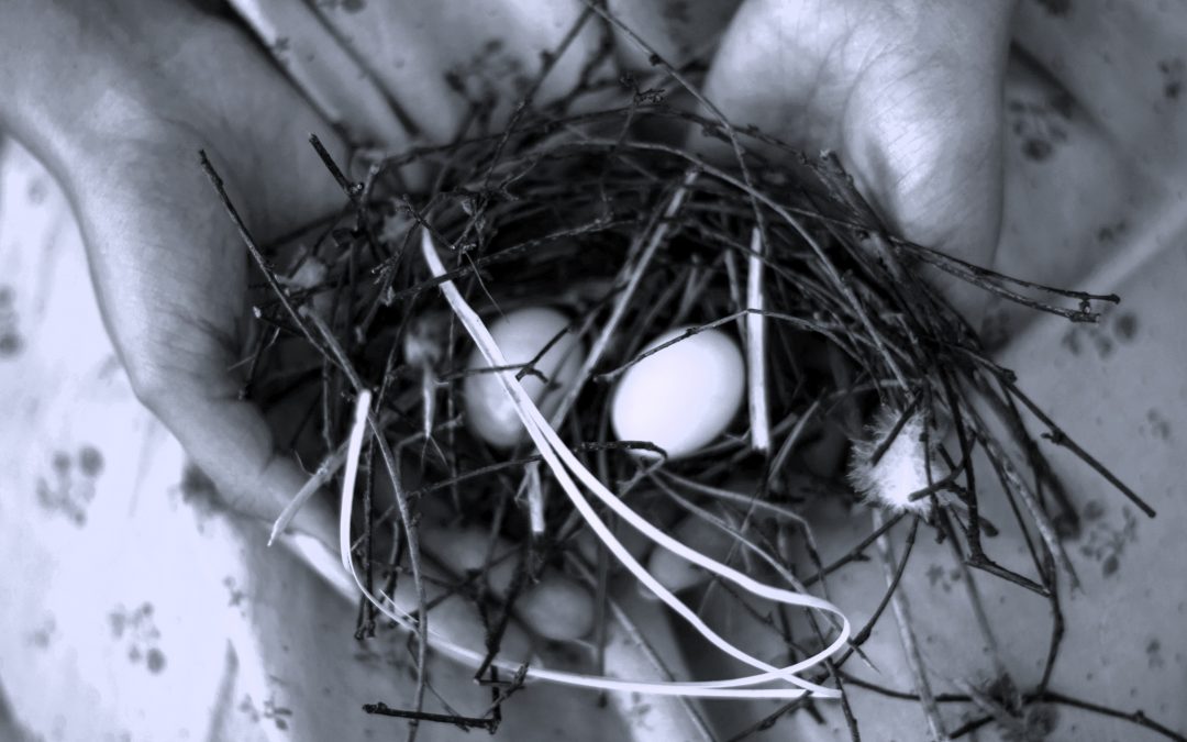 Bird In the bush… Is worth two In the hand?