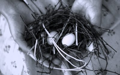 Bird In the bush… Is worth two In the hand?