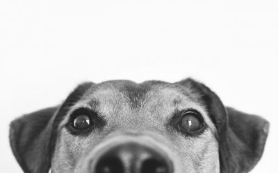On Urban Dogs